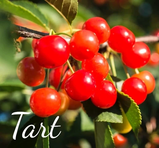 tart cherry bunch on a tree
